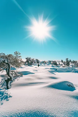 Зима Обои на телефон снежный пейзаж с деревьями и солнцем на заднем плане