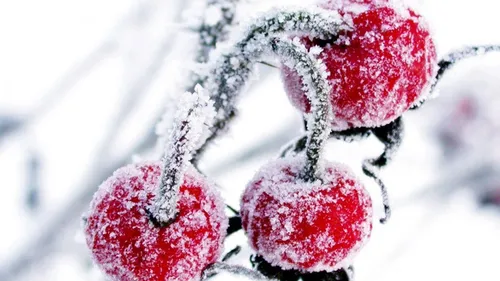 Зима Обои на телефон пара малины на снегу