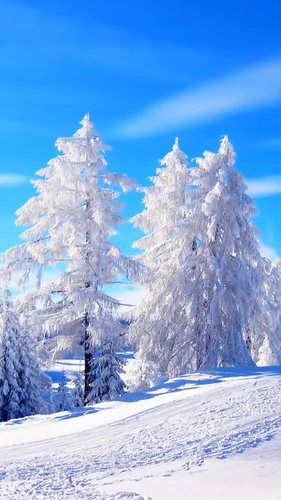 Зима Обои на телефон группа деревьев, покрытых снегом