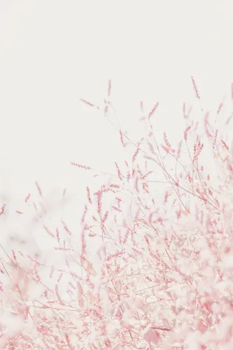 Пастельные Обои на телефон дерево с розовыми листьями