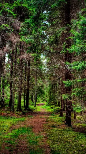 Природа 4К Обои на телефон грунтовая тропа через лес