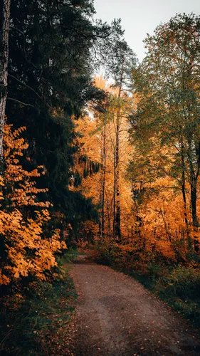 Природа Лес Обои на телефон грунтовая дорога, окруженная деревьями