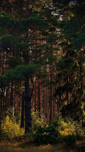 Природа Лес Обои на телефон лес деревьев
