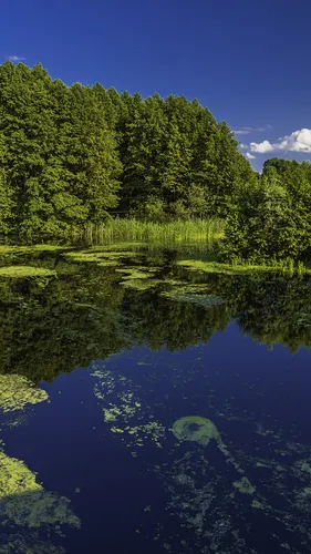 Природа Лес Обои на телефон водоем с деревьями вокруг него