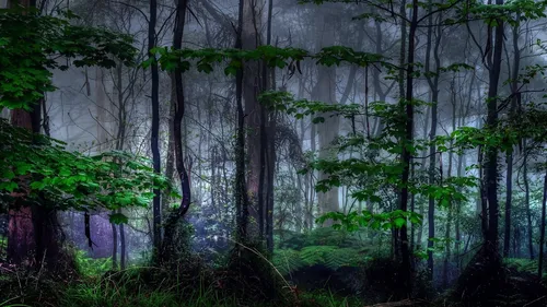 Природа Лес Обои на телефон лес с деревьями