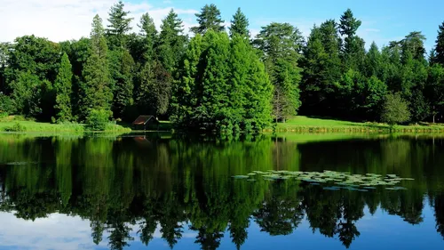 Природа Лес Обои на телефон озеро с деревьями и травой вокруг него