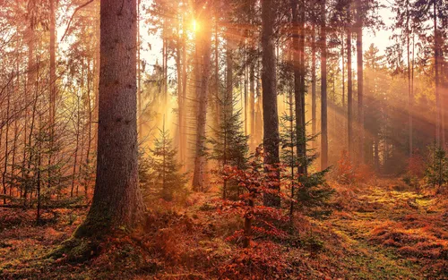 Природа Лес Обои на телефон лес с деревьями и солнечным светом
