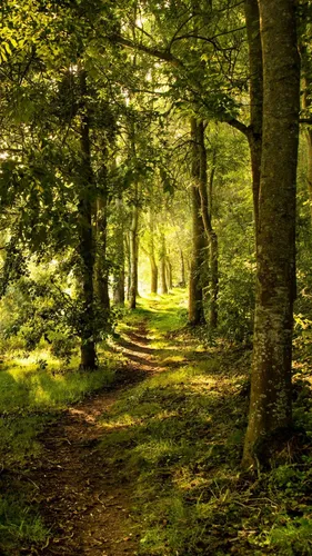 Природа Лес Обои на телефон тропинка через лес