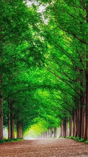Природа Лес Обои на телефон грунтовая дорога с деревьями по обе стороны