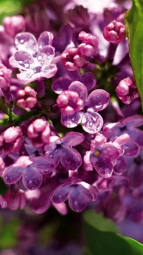 Сирень Обои на телефон крупный план фиолетового цветка
