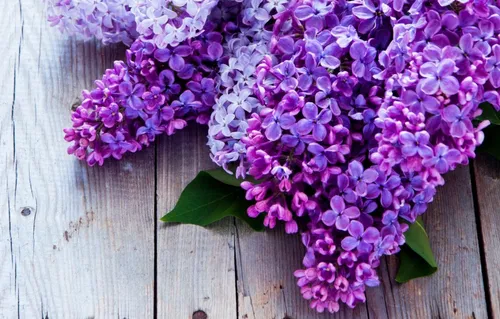 Сирень Обои на телефон букет фиолетовых цветов