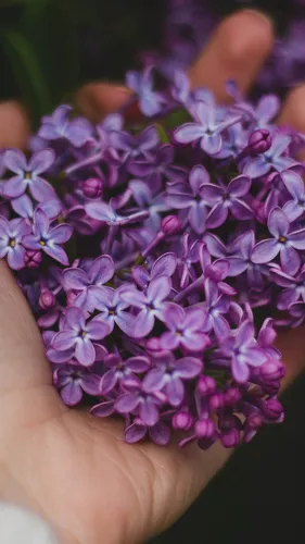 Сирень Обои на телефон рука, держащая букет фиолетовых цветов