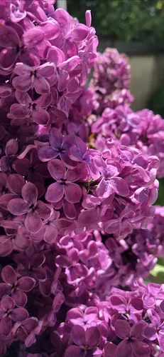 Сирень Обои на телефон группа фиолетовых цветов