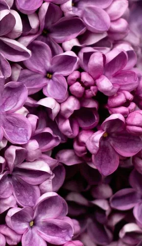 Сирень Обои на телефон крупный план фиолетовых цветов