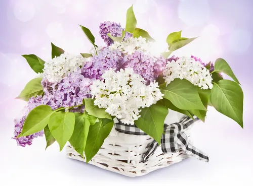 Сирень Обои на телефон бело-фиолетовый букет цветов