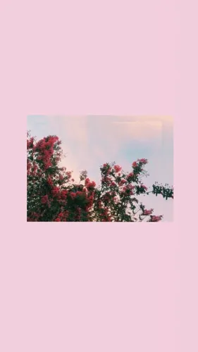 Пинтерест Обои на телефон дерево с розовыми цветами