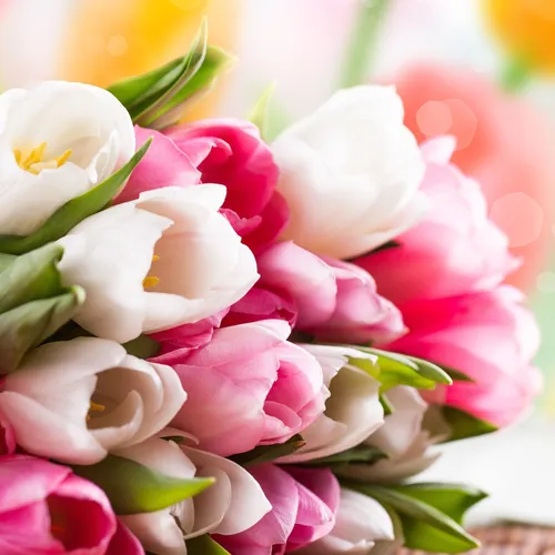 Тюльпаны Обои на телефон цветы крупным планом