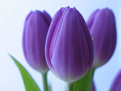 Тюльпаны Обои на телефон крупный план фиолетового цветка