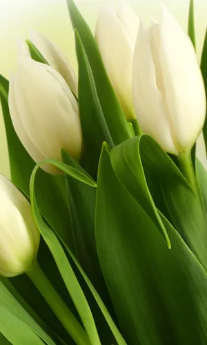 Тюльпаны Обои на телефон группа белых цветов