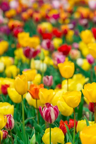 Тюльпаны Обои на телефон поле разноцветных цветов