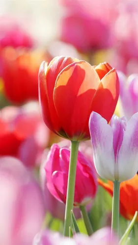 Тюльпаны Обои на телефон крупный план некоторых цветов