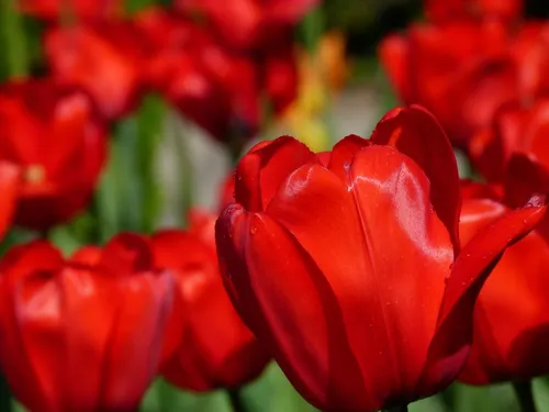 Тюльпаны Обои на телефон крупный план красного цветка