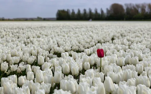 Тюльпаны Обои на телефон поле белых тюльпанов