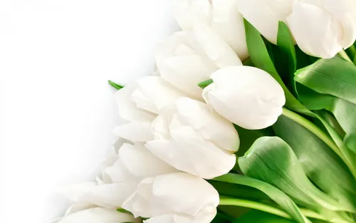 Тюльпаны Обои на телефон белые цветы крупным планом