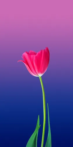 Тюльпаны Обои на телефон красный цветок на фиолетовом фоне