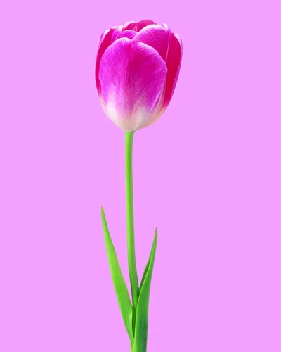 Тюльпаны Обои на телефон розовый цветок с зеленым стеблем