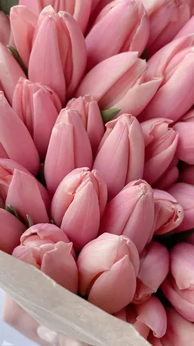 Тюльпаны Обои на телефон группа розовых цветов