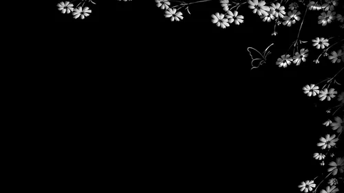 Черные 4К Обои на телефон черно-белая фотография белых цветов