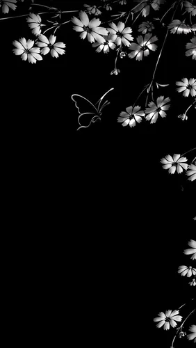 Черный Фон Обои на телефон белые цветы крупным планом