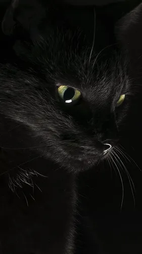 Черный Фон Обои на телефон черная кошка с зелеными глазами