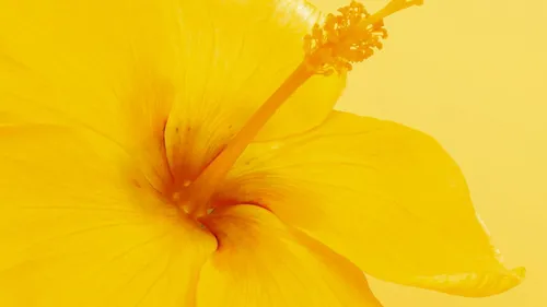 Ярко Желтые Обои на телефон крупный план цветка