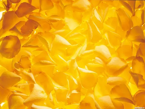 Ярко Желтые Обои на телефон крупный план желтого цветка