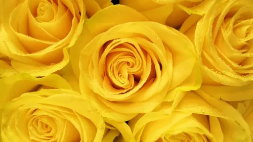Ярко Желтые Обои на телефон крупный план желтой розы