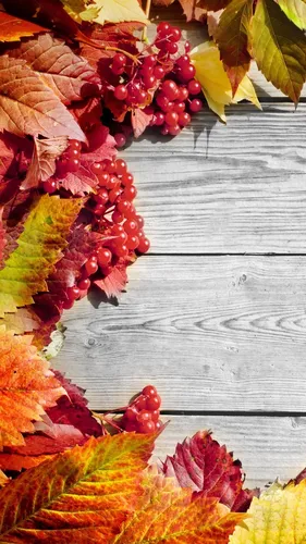 Айфон Осенние Обои на телефон группа разноцветных листьев
