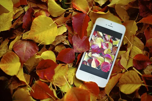 Айфон Осенние Обои на телефон мобильный телефон в куче листьев