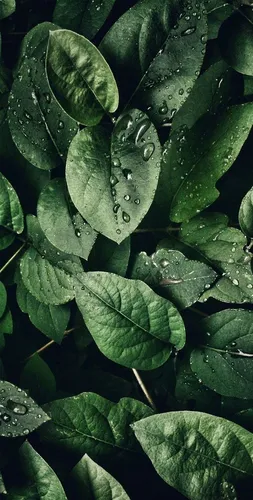 Айфон Осенние Обои на телефон группа зеленых листьев