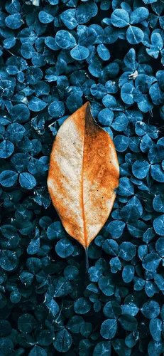 Айфон Осенние Обои на телефон мотылек на куче листьев