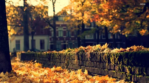 Айфон Осенние Обои на телефон стена с желтыми листьями и деревьями