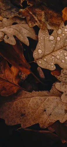 Айфон Осенние Обои на телефон крупный план некоторых листьев