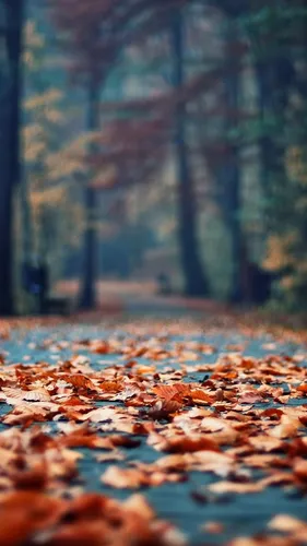 Айфон Осенние Обои на телефон тропинка с листьями на ней