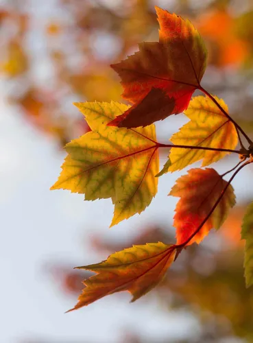 Айфон Осенние Обои на телефон крупным планом некоторых листьев