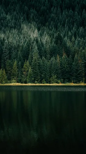 Вертикальные Обои на телефон озеро с деревьями вокруг него