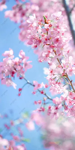 Вертикальные Обои на телефон дерево с розовыми цветами