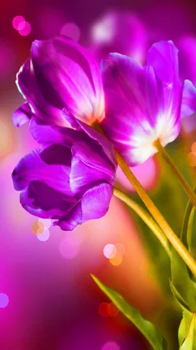 Вертикальные Обои на телефон крупный план фиолетового цветка