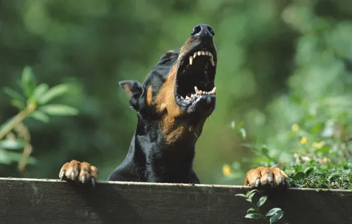Доберман Обои на телефон собака с открытым ртом