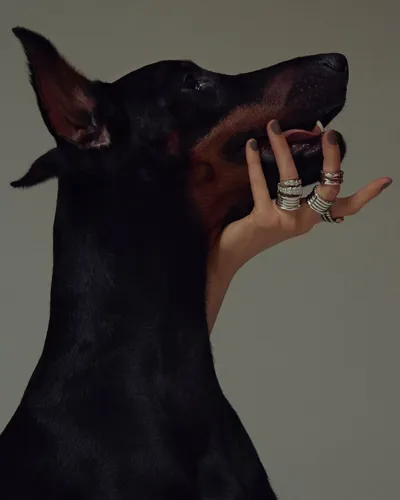 Доберман Обои на телефон собака с человеческой рукой